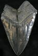 Serrated, Bargain Fossil Megalodon Tooth #24358-1